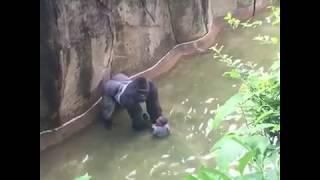 un enfant de 4 ans tombe dans lenclos avec les gorilles terrifie il est pr svp abonne-toi