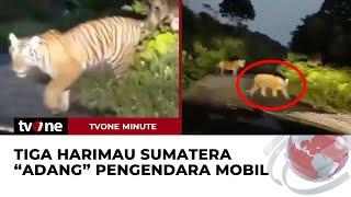 Harimau Sumatera Berkeliaran di Jalanan Aceh  tvOne Minute