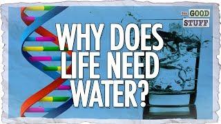 The Amazing Properties of Water That Make Life Possible