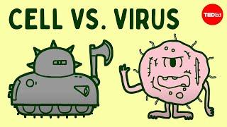 Cell vs. virus A battle for health - Shannon Stiles