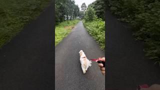 Ithevide ponn kunungi kunungi️ #shorts #shortvideo #puppy #trending