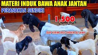 Harga indukan bawa cempe jantan  kambing pe kaligesing