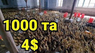 Паррандачилик бизнеси 4$ дан 3 500 дона бор