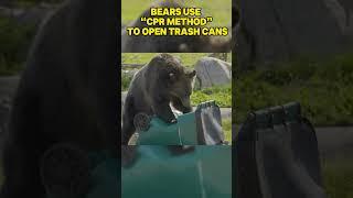 Bears Use “CPR Method” To Open Trash Cans #shorts #bear #animals