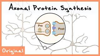 Axonal Protein Synthesis for Neurotransmission  New Discoveries