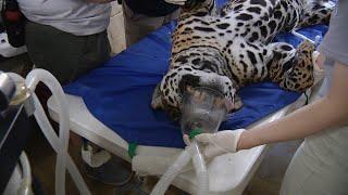 Chattanooga Zoo jaguar gets a check up