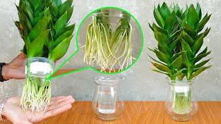 Propagating Dracaena fragrans plants with simple water clean the house air