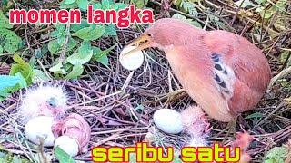 Detik detik burung blekokbambangan sawah merah menetas dua bayi lincah