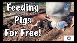 Free Pig Feed - Save BIG Money On Feeding Pastured Pigs