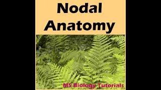 Nodal Anatomy I M. Sc. Botany I by Milan Vala