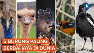 5 Burung Paling Berbahaya di Dunia