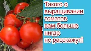 Как выращивают томаты настоящие агрономы- нам есть чему поучиться