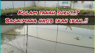 kolam tanah tanpa pompaair surut ikan tetap sehat