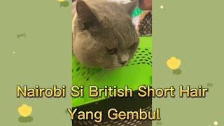 British Shorthair yang Lucu 