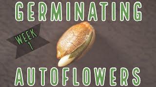Week 1 How To Germinate Autoflowers