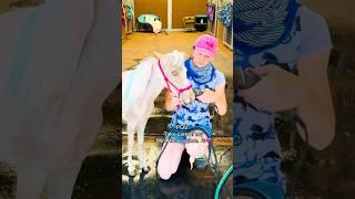 Taking Care of Comet  #shortsvideo #horse #equestrian #pony #shorts