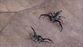 Best of ToothAche fights Fighting Spiders