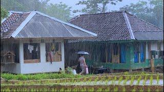 Aktivitas Saat Hujan Lebat Di Kampung Terujung Jawa Barat Sejuk & Bikin Damai  Pedesaan Indonesia