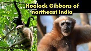 Hoolock Gibbons - primates on northeast India - video and calls