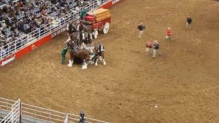 VIDEO  Budweisers Clydesdale Wagon gets tangled up horses fall during San Antonio rodeo