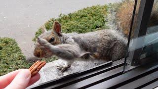 New squirrel smacks the nut out of my hand