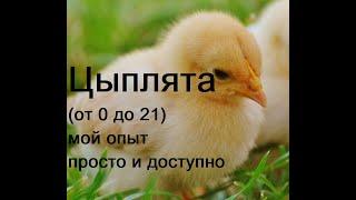Уход за цыплятами часть 1 от 0 до 21 дня