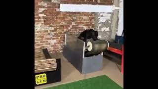 awesome Dogs popular videos ️