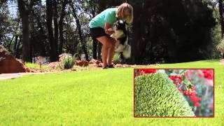 Canine artificial grass fandom