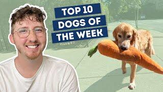 He Brings It On Every Walk  Top 10 Dogs of the Week