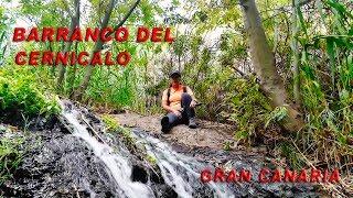 GRAN CANARIA - SENDERISMO BARRANCO DE LOS CERNICALOS