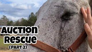 First Look At Our Auction Horse  Its Worse Than We Thought