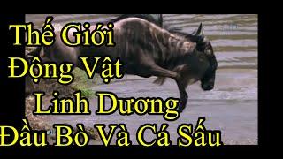 Linh Dương đầu bò vượt sông gặp ngay cá sấu