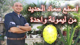 صناعة سماد الحديد في البيت من ليمونة واحدة Making Iron Fertilizer With Only One Lemon At Home