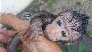 taking care of a baby monkey  poor baby monkey