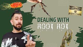 Ultimate Guide to Root Rot  Detection  Treatment  Rehab  Prevention