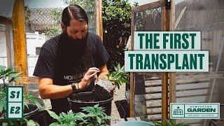 S1E2  Transplanting Our Greenhouse Plants  Homegrown Cannabis Co. Garden