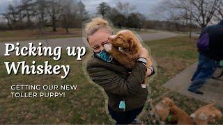 Going to pick up our NEW Toller Puppy