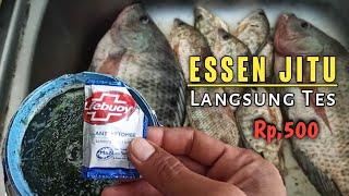 Essen lumut jitu ikan nila murah meriah