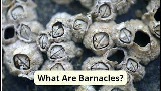 What Are Barnacles?