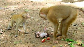 Big monkey comfort newborn stop crying when mom drop on the ground LYBI is bored to milk newborn