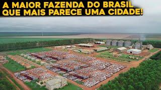 CONHEÇA POR DENTRO DA FAZENDA RONCADOR - MAIOR FAZENDA DO BRASIL