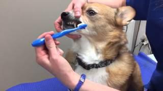 How to Brush Your Dogs Teeth