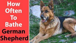 How Often to Bathe German Shepherd