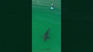 This is a pretty nice sized great white shark near shore here in Southern California.