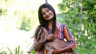 village girl took her goats out for grazing traditional lifestyle