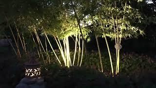 Phyllostachys vivax ‘Aureocaulis’ evolution in 4 years