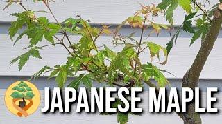 Bonsai journey with my Japanese Maple Bonsai Therapy