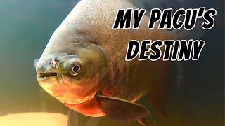 Red Belly Pacu - Growth Feeding Petting and Ultimate Fate Piaractus brachypomus