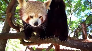 International Red Panda Day