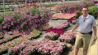 Dianthus Care